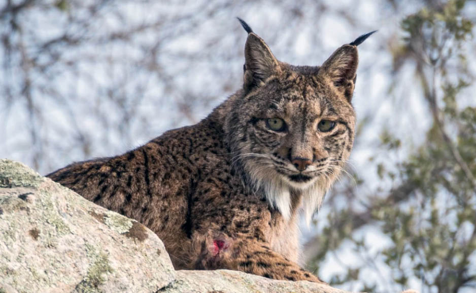 lince mediterraneo