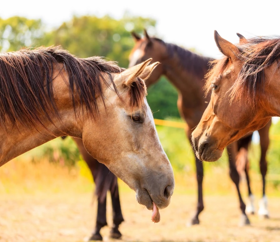 caballos lyme