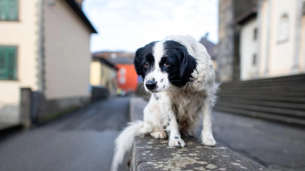 perro abandonado