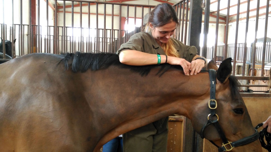 Fisioterapia equina