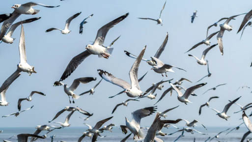 aves