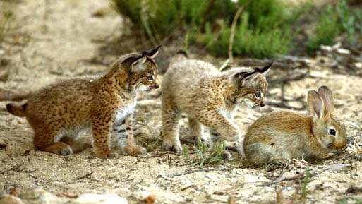 lince cachorro