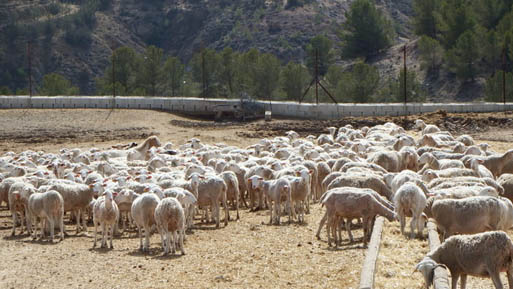 ovino sevilla 2